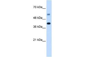 PUF60 antibody used at 5 ug/ml to detect target protein. (PUF60 Antikörper  (C-Term))