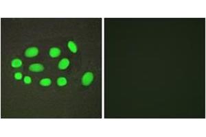Immunofluorescence analysis of A549 cells, using SPZ1 Antibody. (SPZ1 Antikörper  (AA 111-160))