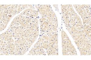 Detection of SOD1 in Bovine Cardiac Muscle Tissue using Monoclonal Antibody to Superoxide Dismutase 1 (SOD1) (SOD1 Antikörper  (AA 2-152))