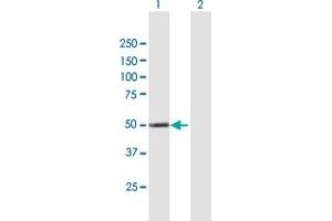 Western Blot analysis of CYP4X1 expression in transfected 293T cell line by CYP4X1 MaxPab polyclonal antibody. (CYP4X1 Antikörper  (AA 1-509))