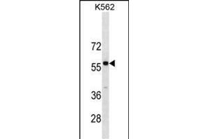 PBX3 Antibody (N-term) (ABIN1881636 and ABIN2838640) western blot analysis in K562 cell line lysates (35 μg/lane). (PBX3 Antikörper  (N-Term))