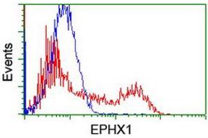 Image no. 2 for anti-Epoxide Hydrolase 1, Microsomal (Xenobiotic) (EPHX1) (AA 21-230) antibody (ABIN1491195) (EPHX1 Antikörper  (AA 21-230))