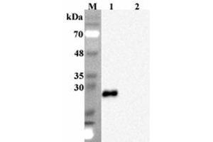 Western blot analysis using anti-FGF-19 (human), mAb (FG369-1)  at 1:2000 dilution. (FGF19 Antikörper)