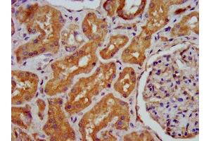 IHC image of ABIN7155077 diluted at 1:400 and staining in paraffin-embedded human kidney tissue performed on a Leica BondTM system. (HPS6 Antikörper  (AA 221-319))