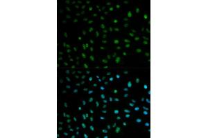 Immunofluorescence (IF) image for anti-ELAV (Embryonic Lethal, Abnormal Vision, Drosophila)-Like 1 (Hu Antigen R) (ELAVL1) (AA 1-326) antibody (ABIN3022231)