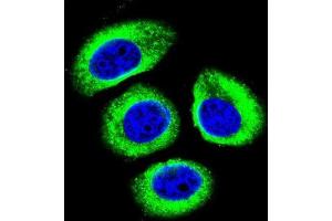Immunofluorescence (IF) image for anti-Low Density Lipoprotein Receptor-Related Protein 12 (LRP12) antibody (ABIN2996357)