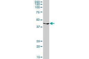 GATA1 MaxPab rabbit polyclonal antibody. (GATA1 Antikörper  (AA 1-413))