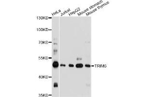 Western blot analysis of extracts of various cell lines, using TRIM5 antibody. (TRIM5 Antikörper)