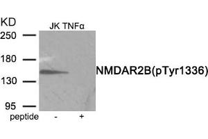 Western blot analysis of extracts from Jurkat cells treated with TNF using Phospho-NMDAR2B (Tyr1336) antibody. (GRIN2B Antikörper  (pTyr1336))