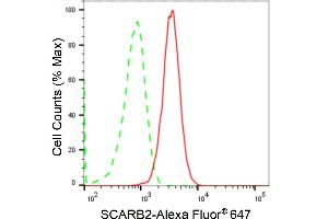 Flow cytometric analysis of SCARB2 expression in C2C12 cells using SCARB2 antibody (ABIN7800277), 1:2,000). (Rekombinanter SCARB2 Antikörper)