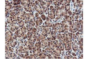 Image no. 4 for anti-Arginyl Aminopeptidase (Aminopeptidase B) (RNPEP) antibody (ABIN1500729) (RNPEP Antikörper)