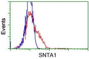 HEK293T cells transfected with either RC204480 overexpress plasmid (Red) or empty vector control plasmid (Blue) were immunostained by anti-SNTA1 antibody (ABIN2453663), and then analyzed by flow cytometry. (SNTA1 Antikörper)
