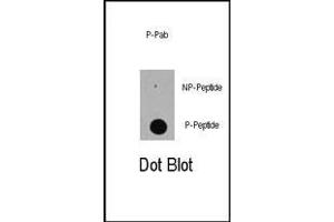 Dot blot analysis of anti-Phospho-E-S89 Pab (ABIN389618 and ABIN2839622) on nitrocellulose membrane. (p300 Antikörper  (pSer89))