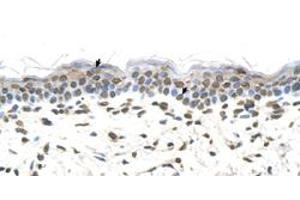 Immunohistochemical staining (Formalin-fixed paraffin-embedded sections) of human skin with FTCD polyclonal antibody  at 4-8 ug/mL working concentration. (FTCD Antikörper  (N-Term))