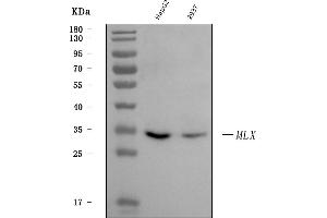 Western blot analysis of MLX using anti-MLX antibody (ABIN7601345).