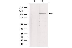 Western blot analysis of extracts from 293, using IDE Antibody. (IDE Antikörper  (N-Term))