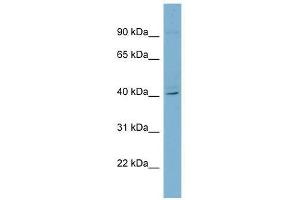 RFPL3 antibody used at 0. (RFPL3 Antikörper  (Middle Region))