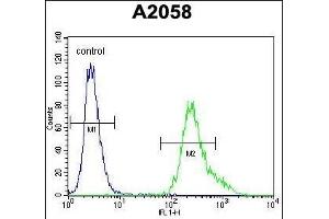 UBXN2A Antibody (C-term) (ABIN655308 and ABIN2844890) flow cytometric analysis of  cells (right histogram) compared to a negative control cell (left histogram). (UBXN2A Antikörper  (C-Term))