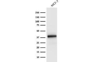 Western Blot Analysis of MCF-7 cell lysate using Ep-CAM Monoclonal Antibody (EGP40/1798). (EpCAM Antikörper  (Extracellular Domain))