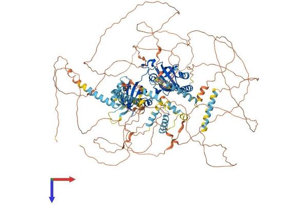 PER3 Protein (AA 1-1201) (His tag)