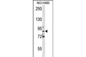 Western blot analysis in NCI-H460 cell line lysates (35ug/lane). (Myeloperoxidase Antikörper  (C-Term))