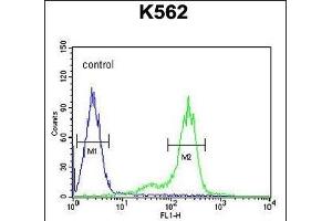 Z Antibody (C-term) (ABIN654731 and ABIN2844419) flow cytometric analysis of K562 cells (right histogram) compared to a negative control cell (left histogram). (ZNF572 Antikörper  (C-Term))