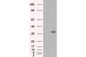 HEK293T cells were transfected with the pCMV6-ENTRY control (Left lane) or pCMV6-ENTRY MAPK1 (Right lane) cDNA for 48 hrs and lysed. (ERK2 Antikörper)