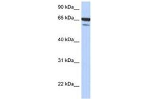 Image no. 1 for anti-TGF-beta Activated Kinase 1/MAP3K7 Binding Protein 1 (TAB1) (N-Term) antibody (ABIN6743724)