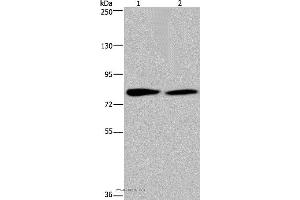 Western blot analysis of K562 and 293T cell, using TXLNA Polyclonal Antibody at dilution of 1:350