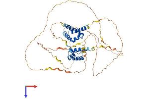 Oct-2 Protein (AA 1-463) (His tag)