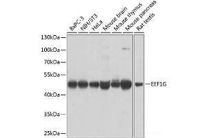 Western blot analysis of extracts of various cell lines using EEF1G Polyclonal Antibody at dilution of 1:1000. (EEF1G Antikörper)