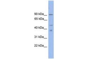 Image no. 1 for anti-Zinc Finger Protein, X-Linked (ZFX) (N-Term) antibody (ABIN6744680) (ZFX Antikörper  (N-Term))