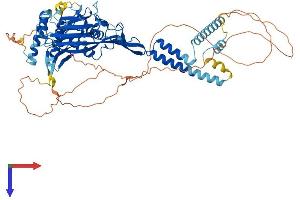 SCNN1A Protein (AA 1-699) (His tag)