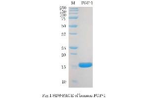 SDS-PAGE (SDS) image for Fibroblast Growth Factor 1 (Acidic) (FGF1) (Active) protein (ABIN2452190) (FGF1 Protein)