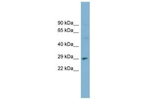 DNASE1 antibody used at 1 ug/ml to detect target protein.