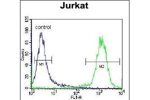 TNRC4 Antibody (N-term) (ABIN657011 and ABIN2846191) flow cytometric analysis of Jurkat cells (right histogram) compared to a negative control cell (left histogram). (CELF3 Antikörper  (N-Term))