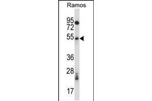 Western blot analysis in Ramos cell line lysates (35ug/lane). (PHKG1 Antikörper  (C-Term))