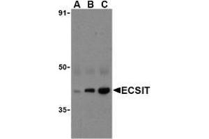 Western blot analysis of ECSIT in human heart cell lysates with AP30308PU-N ECSIT antibody at (A) 0. (ECSIT Antikörper  (C-Term))