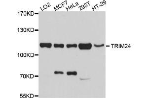 Western blot analysis of extracts of various cell lines, using TRIM24 antibody (ABIN4905493) at 1:1000 dilution. (TRIM24 Antikörper)