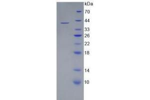 SDS-PAGE analysis of Human WNT3A Protein. (WNT3A Protein)