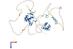 PAX2A Protein (AA 1-417) (His tag)