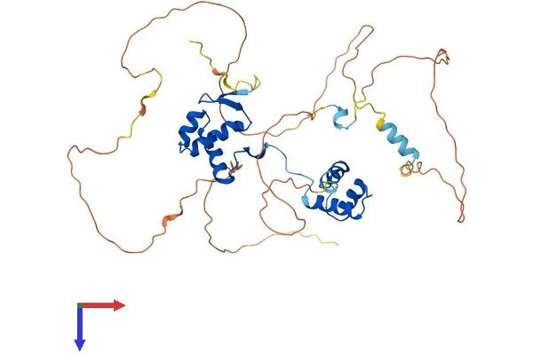 PAX2A Protein (AA 1-417) (His tag)