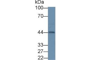 Detection of INHa in Mouse Ovary lysate using Polyclonal Antibody to Inhibin Alpha (INHa) (Inhibin alpha Antikörper  (AA 231-366))