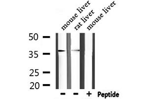 Western blot analysis of extracts from mouse liver,rat liver, using ANXA5 Antibody. (Annexin V Antikörper  (C-Term))