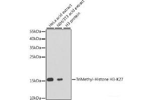 Western blot analysis of extracts of various cell lines using TriMethyl-Histone H3-K27 Polyclonal Antibody at dilution of 1:1000. (Histone 3 Antikörper  (3meLys27))