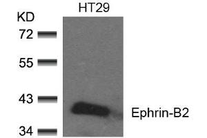 Western blot analysis of extracts from HT29 cells using Ephrin-B2(Ab-330) Antibody. (Ephrin B2 Antikörper)