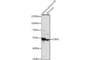 GLRa2 Antikörper