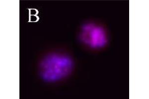 Image no. 2 for anti-Aurora Kinase B (AURKB) (pThr232) antibody (ABIN230502)