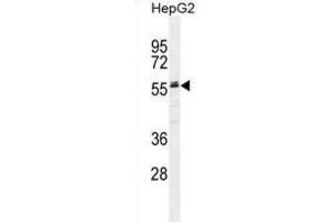 Western Blotting (WB) image for anti-alpha-2-HS-Glycoprotein (AHSG) antibody (ABIN2995522) (Fetuin A Antikörper)