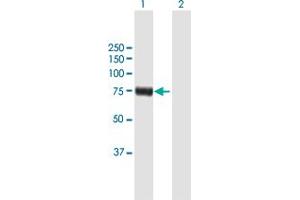 Western Blot analysis of RFX4 expression in transfected 293T cell line by RFX4 MaxPab polyclonal antibody.